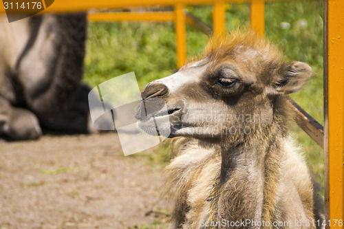 Image of Camel cub in zoo 
