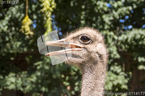 Image of African ostrich 