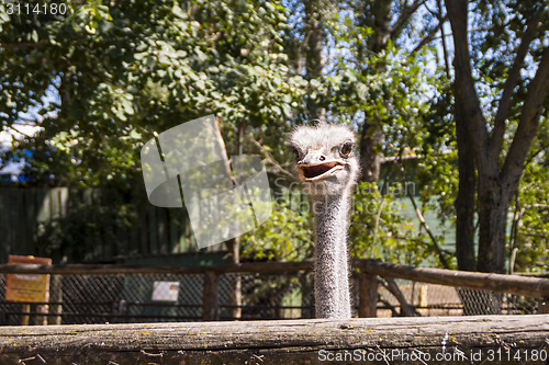 Image of African ostrich in zoo 