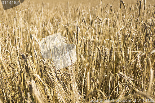 Image of Field of wheat in Belarus 