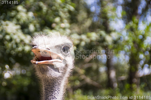 Image of Portrait of african ostrich 
