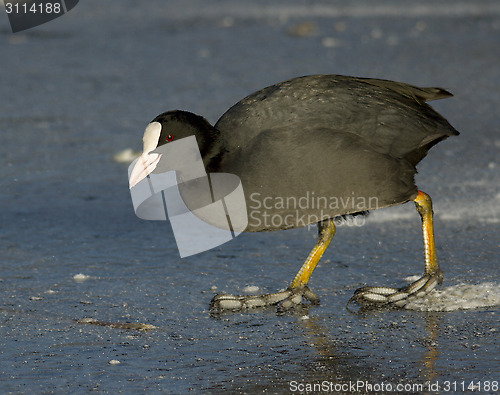 Image of Common Coot