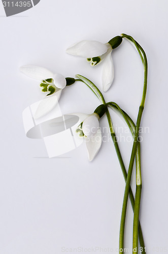 Image of Snowdrop