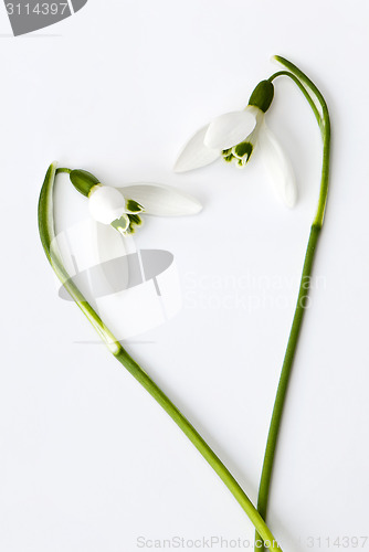 Image of Snowdrop