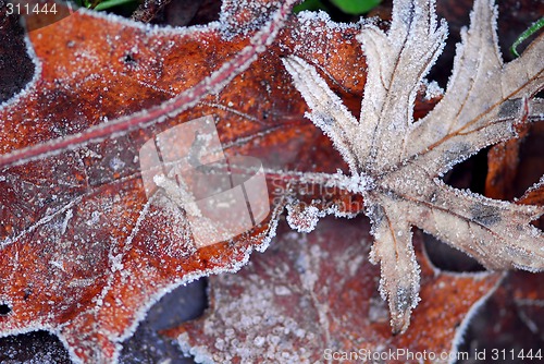 Image of Frosty leaves