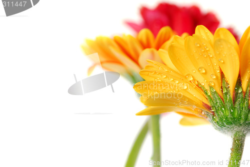 Image of Gerbera flowers