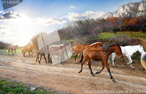 Image of Herd of horses