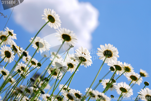 Image of White daisies