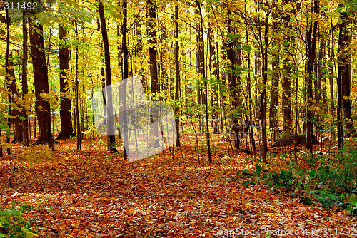 Image of Fall forest landscape