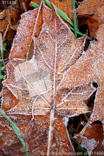 Image of Frosty leaves