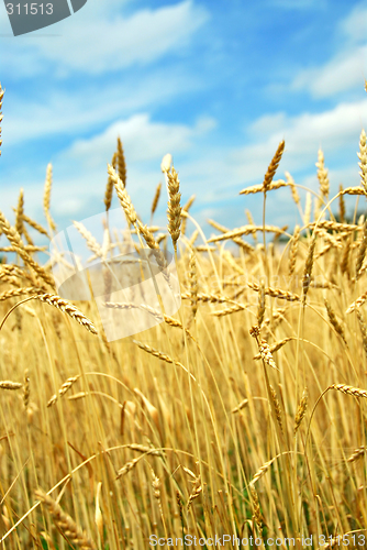 Image of Grain field