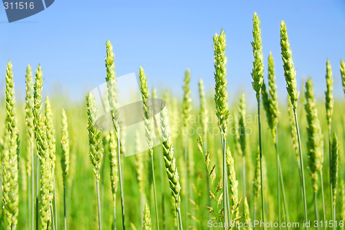 Image of Green grain