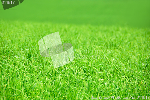 Image of Green field