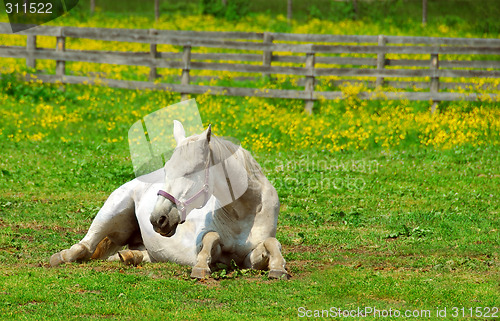 Image of White horse