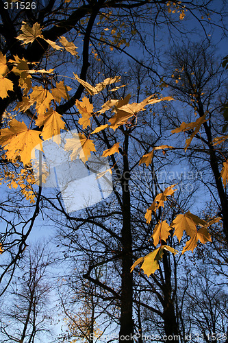 Image of The leaf of fall