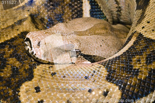 Image of Head of a Boa