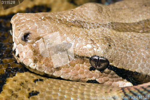 Image of Head of a Boa