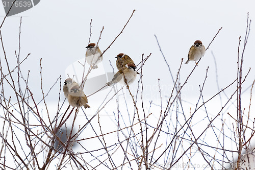 Image of Frozen sparrows on the branches of a bush