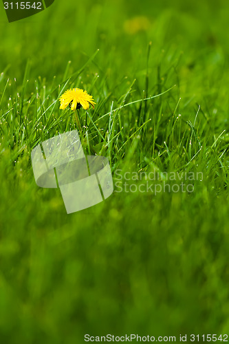 Image of Yellow flowers among the green grass.