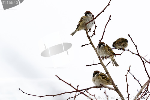 Image of Frozen sparrows on the branches of a bush