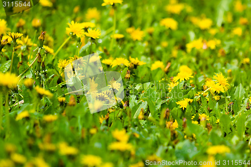 Image of Yellow flowers among the green grass.