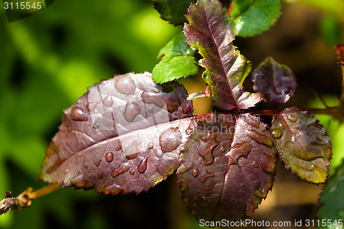 Image of Close-up of leaf garden roses with water drops
