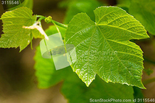 Image of Green grape leaf closeup. young grapes