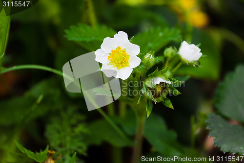 Image of Flowering bush strawberries. berry garden