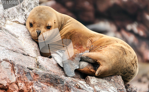 Image of Sleeping sea lion cub