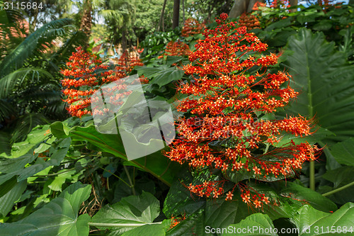 Image of Tiny red flowers