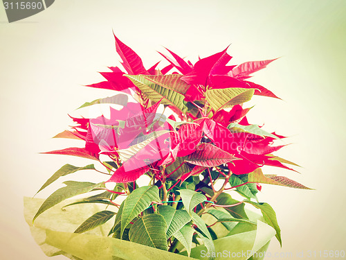 Image of Poinsettia Christmas star