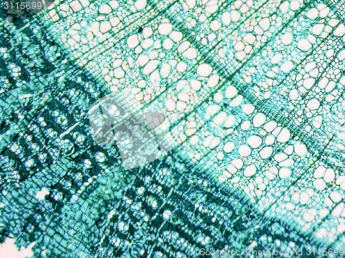 Image of Tilia stem micrograph