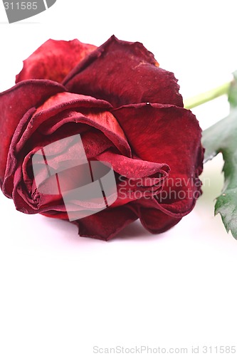 Image of red rose