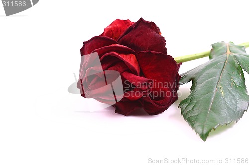 Image of red rose