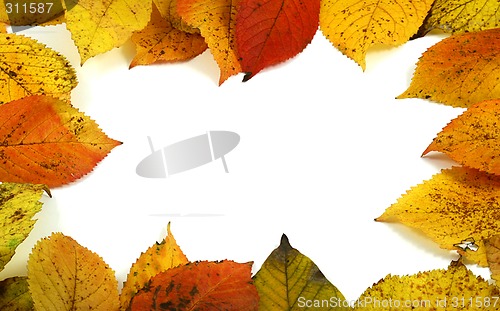 Image of autumn leafs