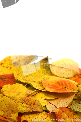 Image of autumn leafs