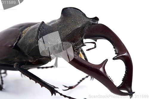 Image of male stag-beetle