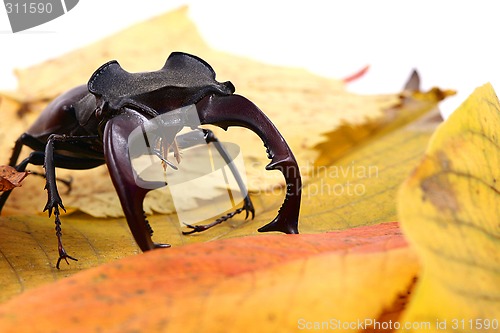 Image of male stag-beetle and green leaf
