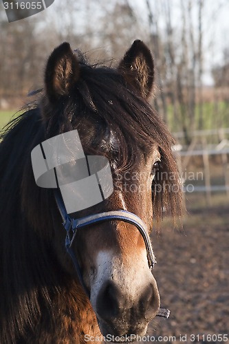 Image of working horse