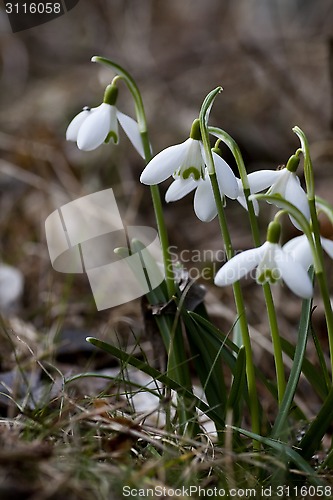 Image of snowdrops