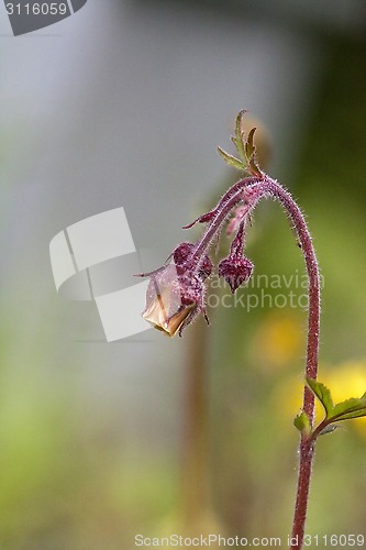Image of geum rivale