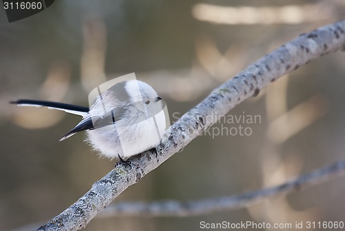 Image of long tailed tit