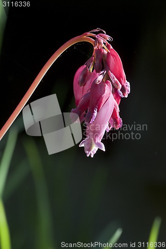 Image of western bleeding heart