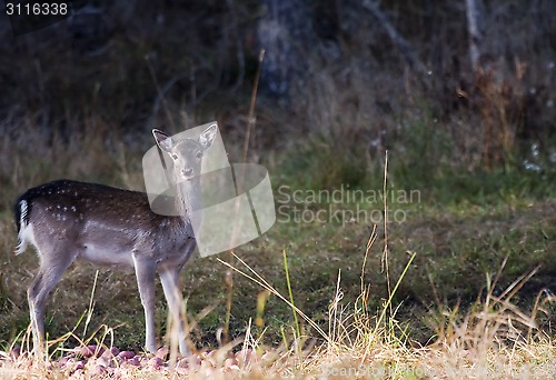 Image of fallow deer fawn