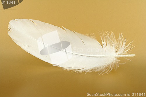 Image of feather close-up