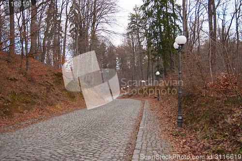 Image of Road in a snow forest