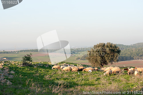 Image of Nature travel in Israel
