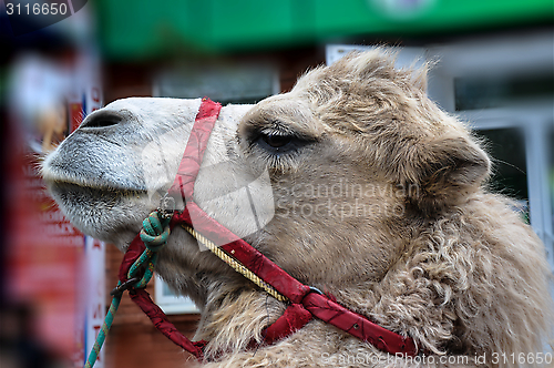 Image of The head of the camel