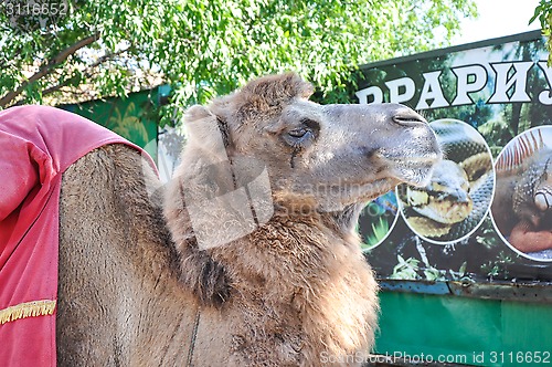 Image of The head of the camel