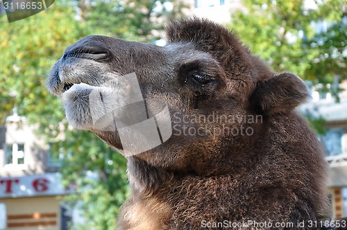 Image of The head of the camel